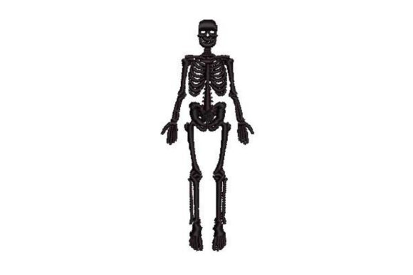 Vintage Anatomical Skeleton